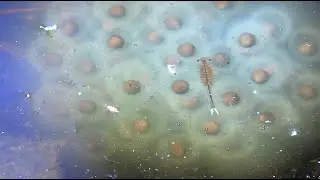 Fairy Shrimps & Spotted Salamander Eggs
