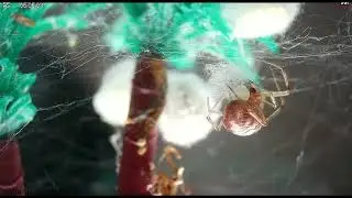 Triangulosa  - Laying Eggs #Timelapse