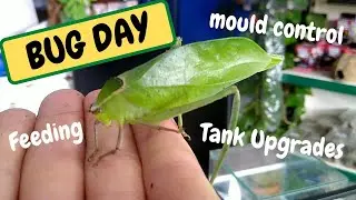(BUG DAY ) tank upgrades, katydid, jungle nymph, care, habitat, feeding,(Snake Island Exotics)