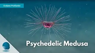 Oc&eacute;ano Profundo: Psychedelic Medusa