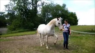 Trick Training: Levade & More