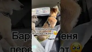Собачки Барни и Беня переезжают (часть 2) #собака #собачки #щенки #щенок #dogs #puppy #милота #pets