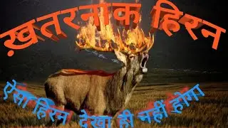 The amazing deer moment and eating ~relaxing music 4K HD