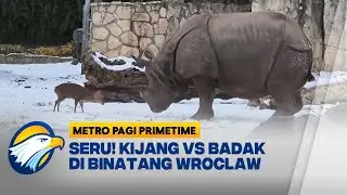Aksi Unik! Kijang Tantang Badak Raksasa  di Kebun Binatang Polandia - [Metro Pagi Primetime]