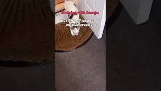 Off lead training lesson one