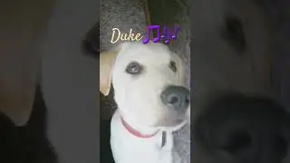 #gwenchana #trends #dukedog#shorts#shortsyoutube#shortsvideos#duke #pets #cachorro #funnyshorts