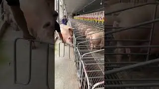 Organized pig feeding cage 👀