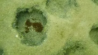 Parental Care in Sea