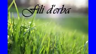 Fili d'erba