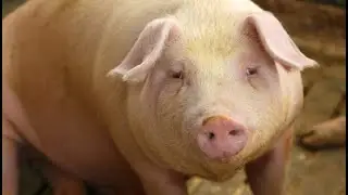 Why the Akwammus respect pigs