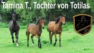 Totilas - Baby Teil 9 Tamina T., Tochter des bekannten Dressurpferdes Totilas. kultek medien Wien