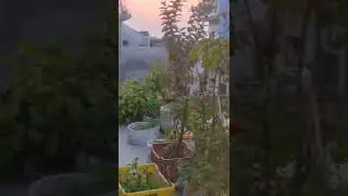 Evening🌇 Sunset  At Our Terrace Garden 😊 || Positive vibes || Must watch 😊 #shorts #terrace #garden