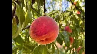Growing peaches in California's foothills