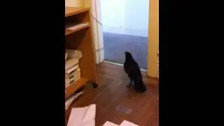 Raven Crow Hybrid Hates Working