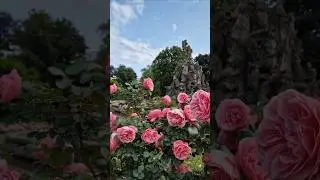Summer vibes☀️#summer #germany #rose #flowers #student #life #nature #beautiful #beauty