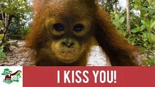 I Kiss You! | BOS Foundation