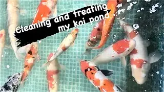 Cleaning the pond and treating my sick koi #bigdvsfish #koi #koilovers #koipond