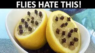 Flies Hate These 8 Surprising Natural Tricks to Keep Your Kitchen Fly Free