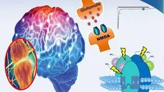 Multimedia interactivo del  receptor NMDA Ed-H555