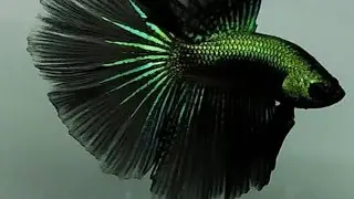 betta fish 🐟 Fish care rewa