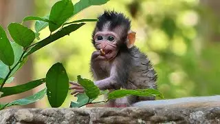Amazing! Glorian learning to Eatting Tree leaves Cause Empty Stomach | BBC Natural Animals