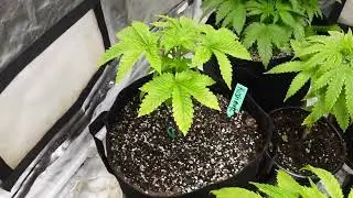 Week 4 (Do Si Dos, Kush Mintz, Cookies n Cream And Orange punch)