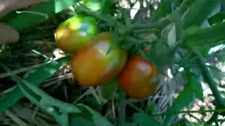 Garden Profiles: Black Plum