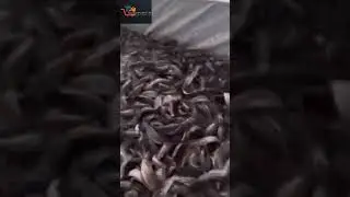 जानिए कैसे की जाती है MANGUR मछली की FARMING!🐠💹