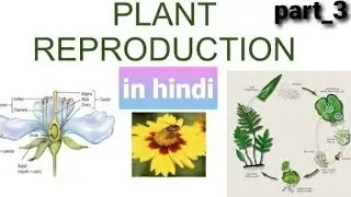 Plant reproduction part-3 | Placentation and kinds of Placentation | explained in Hindi Ch-2