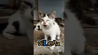 Dilema Nasib Dua Saudara di lapak Pasar #kucing #cat #funny #cantik #pasar
