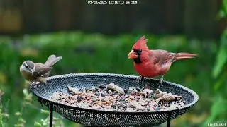 Cardinals, Titmouse, Wrens, Doves, Woodpecker, Great Video for Cats & Dogs #birds #nature #wildlife