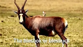 Blesbok or blesbuck (Damaliscus pygargus phillipsi)
