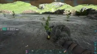 A wild Farm full of Savoroots and Rockarrots ? - ARK Ragnarok