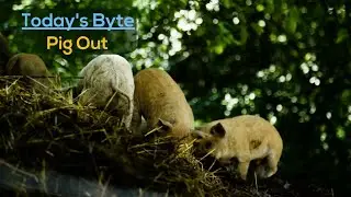 WellWell 365 - Pig Out