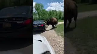 bison strikes kid hanging out car window