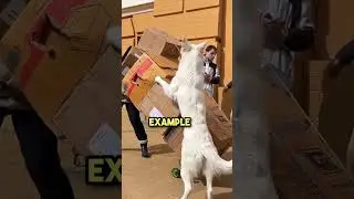 Dog shows example for the rude boys 😳
