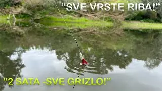 Ribolov na Plovak i Direktaš 5m- Dan Kada Je Sve Grizlo!