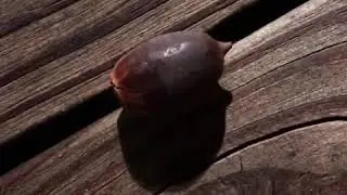 Acorns keep falling on my deck