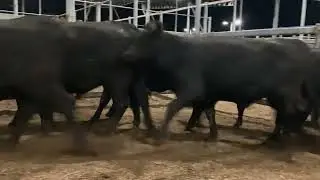 147/N