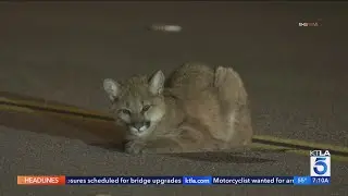 Search underway for injured mountain lion cub in Castaic