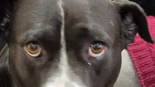 Dogs and Chat