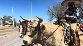 Montando  mi toro por las calles de Valparaíso