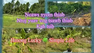Hmong Lucky Simple Life in Florida. Ncaws nyom thiab nroj yuav cog tsawb thiab kab tsib . 9-12-23