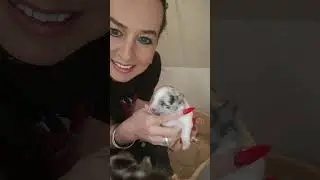 Heute ist der 9. Lebenstag, unserer Pomeranian Babys. Und Mama Nahla kümmert sich liebevoll 🩷🩷🩷 