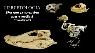 HERPETOLOGÍA - Por qué ya no existen las aves y reptiles | Saurópsidos #reptiles #aves #herpetology