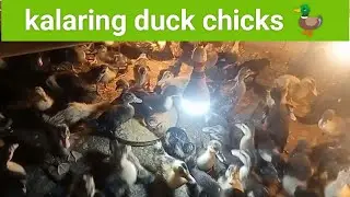 kalaring duck chicks 🦆 10 days ago video local হাঁহৰ নিচিনা