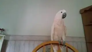 Pebble let's me have it