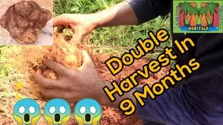 Double Yam Harvest Within 9 Months (Second Harvest) #milking #farming #agriculture