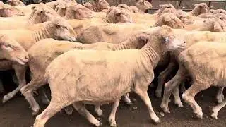 Old Ashrose breeding ewes