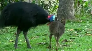 Southern Cassowary (Casuarius casuarius)